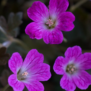 Geranium Orkney Cherry