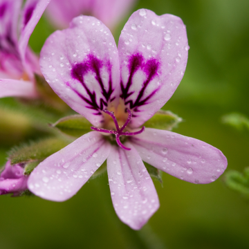 Rose Geranium