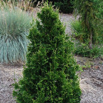 Thuja plicata Can-Can