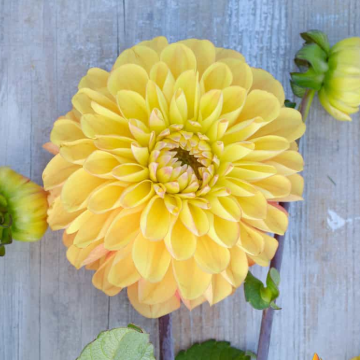 Dahlia Bronze Glory