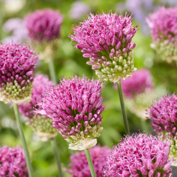 Allium sphaerocephalon