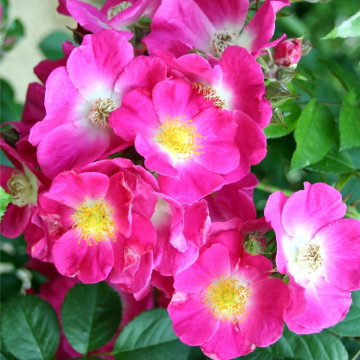 Rose 'American Pillar' - Rambling Rose