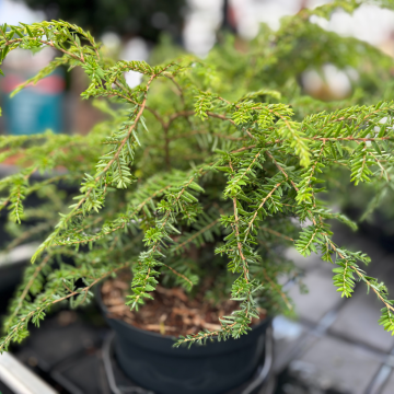 Tsuga canadensis 'Green Globe'