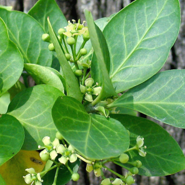 Euonymus fortunei 'Dart's Blanket'