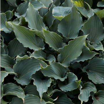 Hosta 'Chain Lightning'