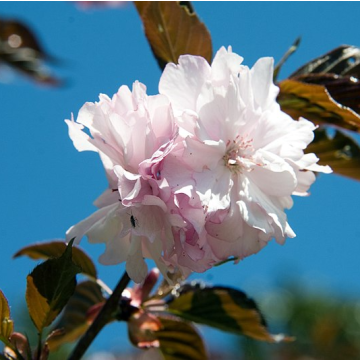Prunus serrulata Royal Burgundy - Cherry Blossom
