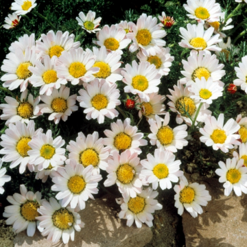 Anacyclus pyrethrum depressus