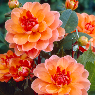 Dahlia - Waterlilly flowered Yelno Harmony