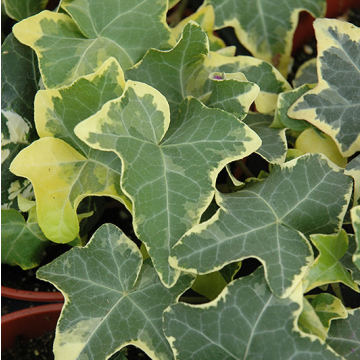 Hedera helix Yellow Ripple