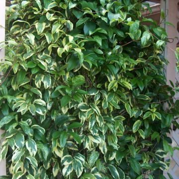 Kadsura japonica - Kadsura Vine