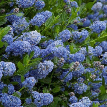 Ceanothus Victoria - Evergreen Californian Lilac - Large Specimen Plant - circa 200-220cm