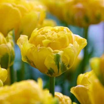 Tulipa Vulcan d'Or -  Pack of 6