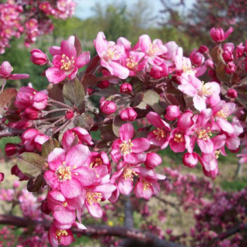 Crabapple Tree - Malus Purple Prince