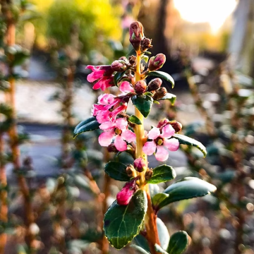 Escallonia Compacta Coccinea