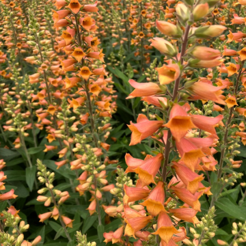 Digitalis ‘Firecracker’ - Orange Foxglove in Bud and Bloom