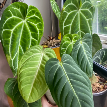 Anthurium villenaorum