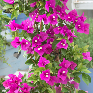 Large Climbing Bougainvillea - circa 5-6ft tall