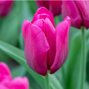 Tulipa Passio Fuchsi - Pack of 6