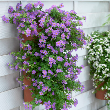 Bacopa Blue - Trailing Basket & Container Plant
