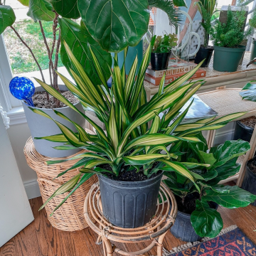 Dracaena ‘Rikki’