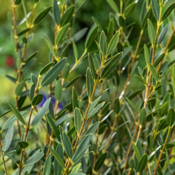 Phillyrea angustifolia