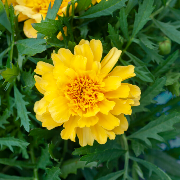 French Marigold - Super Hero Yellow