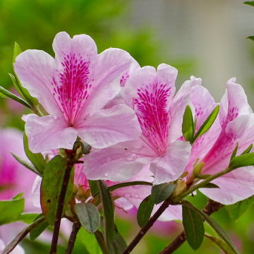 Azalea Japonica Hong Kong - Dwarf Japanese Rhododendron-Evergreen