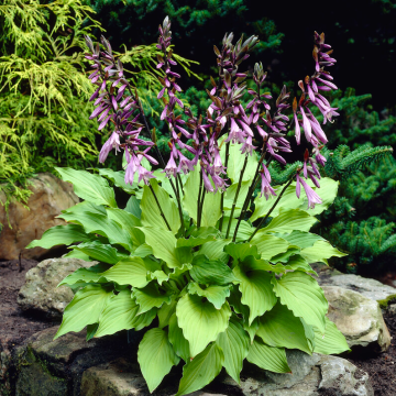 Hosta 'Elisabeth'