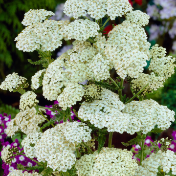 Achillea White Beauty