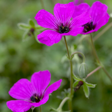 Geranium sanguineum Vision Violet