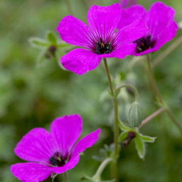 Geranium sanguineum Vision Pink