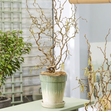 Corylus avellana 'Medusa' - Special Corkscrew Hazel