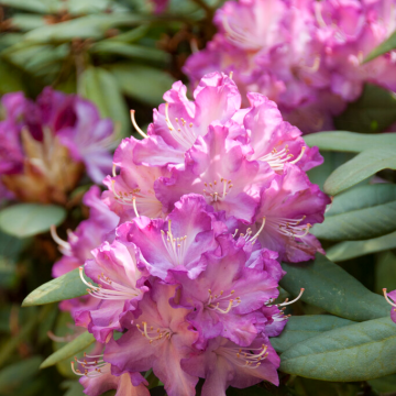 Rhododendron 'Leo'