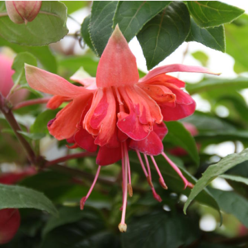 Fuchsia 'Bicentennial' - Large Flowered Double