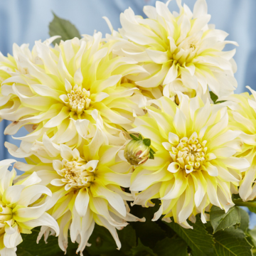 Dahlia Calgary Flames