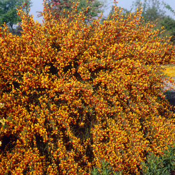 Cytisus Andreanus Splendens