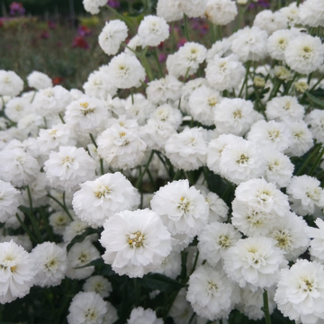Achillea ptarmica 'Peter Cottontail'