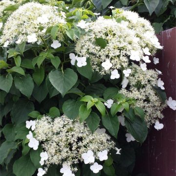 Hydrangea petiolaris - Climbing Hydrangea - circa 100-120cm
