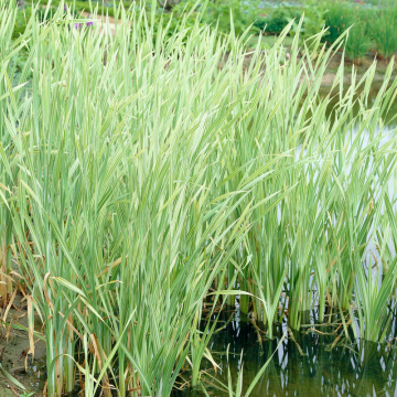 Typha latifolia 'Variegata'