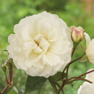 Rose 'Prosperity' - Shrub Rose
