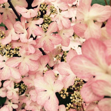 Viburnum plicatum 'Molly Schroeder' - Large Specimen