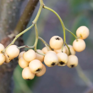 Cotoneaster salicifolius 'Exburiensis' - Cotoneaster Tree