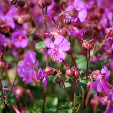 Geranium Karmina