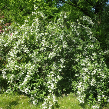 Weigela 'Candida'