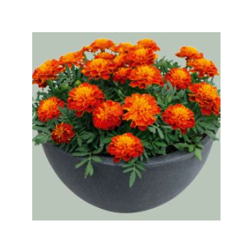 French Marigold - Super Hero Harmony