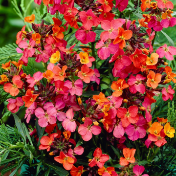 Erysimum Constant Cheer