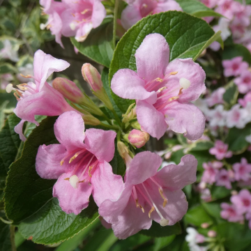 Weigela 'Kostoriana Variagata'