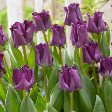 Tulipa Crown of Negrita -  Pack of 6