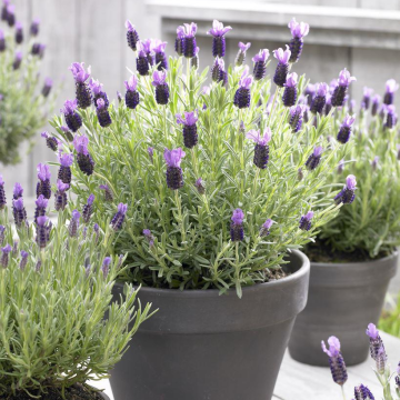 Lavender stoechas Anouk - French Lavender - Lavendula
