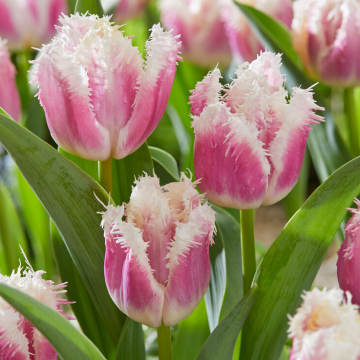 Tulip Hawaii- Pack of 6 